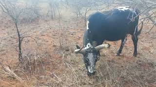 Nguni Cattle at work finding feed TT Ball Nguni [upl. by Notseh]