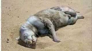 Montauk Monster What is it new close up pics and size chart [upl. by Mountfort805]