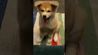 Cute Akita Inu puppy 🧡 The cutest video ever 🐾 Living with akita [upl. by Pleione]