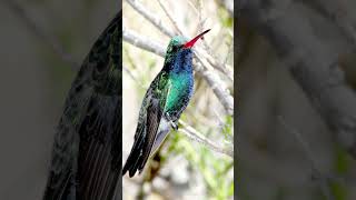 Broadbilled Hummingbird Sounds Video Soothing Nature Sounds [upl. by Norita891]