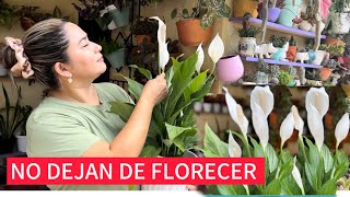 Cómo hacer florecer las cunas de Moisés aplica el mejor fertilizante [upl. by Kciregor305]