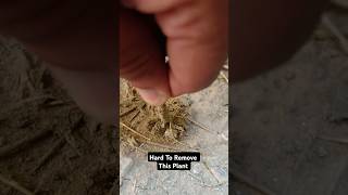 How To Remove Plants From Soil viral shorts video trending [upl. by Alessig]