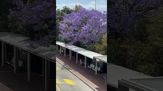 💥JACARANDA SEASON IN SYDNEY💥beautiful flowers jacaranda shorts helenlifeinaustralia [upl. by Ayoj]