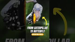 How does a caterpillar turn into a butterfly animalfacts [upl. by Tuorah499]