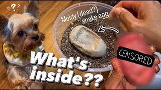 What’s INSIDE a MOLDY SNAKE EGG omg [upl. by Durst469]