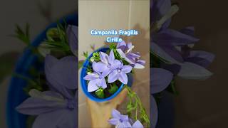 Кампанула крупноцветковая Чирилло  Campanula Fragilis Cirillo кампанула цветоводство колокольчик [upl. by Woodward279]