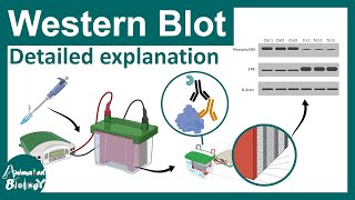 Western blot explained in details  Applications of western blot  CSIR NET [upl. by Eellehs]