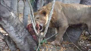 Lion jouant avec son diner  Leon jugando con su cena  Lion playing with his diner [upl. by Akkim]