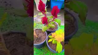 Grow Celosia Plant shorts viral garden [upl. by Shandie]