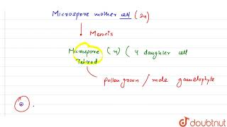 A bilobed dithecous anther has 100 microspore mother cells per microsporangium How many male [upl. by Bohannon]