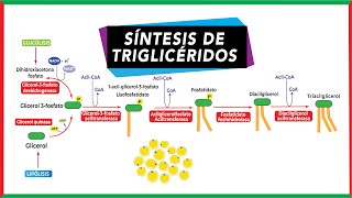 Síntesis de triglicéridos Lipogénesis  Metabolismo [upl. by Edmond]