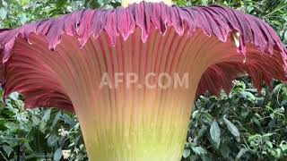 Rare giant corpse flower blooms at Londons Kew Gardens [upl. by Dulci]