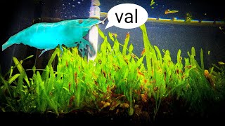 Plants For Shrimp Tanks  Jungle Val [upl. by Landan812]