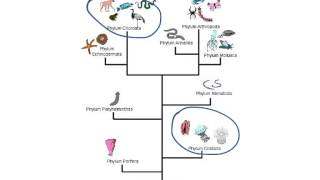 Phylogenetic Classification [upl. by Eidualc207]