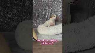 Our ChiJack Mix rescue dog is BORED amp wants FOOD 😂 dogvideos dogshorts chihuahuababy [upl. by Natsuj199]