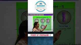 Biology  Phases of Prophase I MeiosisI biology biologyshorts boardexam2025 [upl. by Honey]