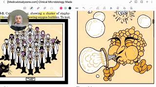 lecture 11  Staphylococcus [upl. by Silvie]