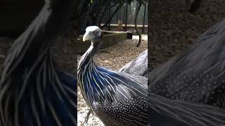 Vulturine Guineafowl birds peacock animals zoo nature större [upl. by Nolyag]