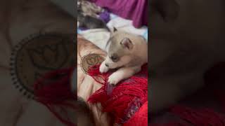 Husky Puppy Barking ❤️ [upl. by Siana]