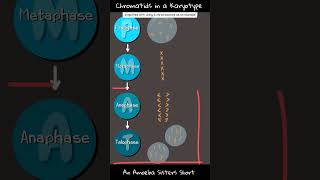 Chromatids in a Karyotype  Amoeba Sisters Shorts [upl. by Tilford]