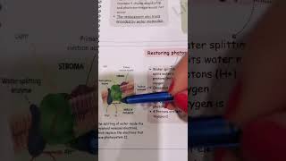 Water splitting enzymebiologypoli11biologygrade11 [upl. by Trabue]