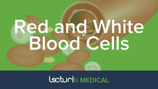 Red and White Blood Cells Structure and Function  Histology [upl. by Isoj33]