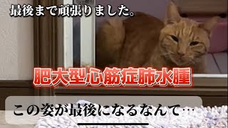 ➄猫肥大型心筋症…最後まで病気と闘い頑張りました。 [upl. by Mcdermott]