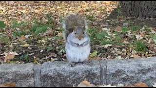 SQUIRRELS  The Unofficial New York Central Park Experience [upl. by Jonell529]