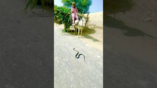 The snake is passing on the road and the donkey stoppednaagokidunia01 snake cobra roadsnake [upl. by Hasin]