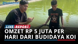 Kisah Sukes Pemuda Ponorogo Raup Omzet Rp 5 Juta Per Hari dari Budidaya Koi Asal Jepang [upl. by Faxun]