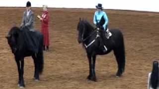 Baron the Friesian Berend World Champion saddleseat [upl. by Opal]