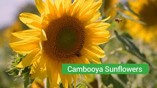 Cambooya Sunflowers  Toowoomba Region [upl. by Egiap23]