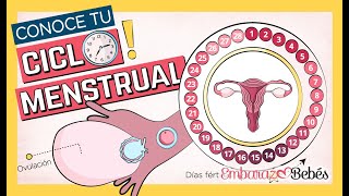 🩸La Menstruación y su Ciclo Menstrual🔄 [upl. by Riella485]