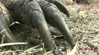 Komodo National Park UNESCONHK [upl. by Oleusnoc891]