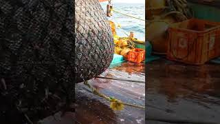 Trawling Fishing VideosshortsIndian Ocean Fishermen [upl. by Annavoj]