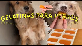 Engríe a tus perritos con gelatinas de zanahoria ♥ [upl. by Ebert]