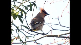 Waxwing in Aldermaston Churchyard 26th January 2024 [upl. by Hermia]