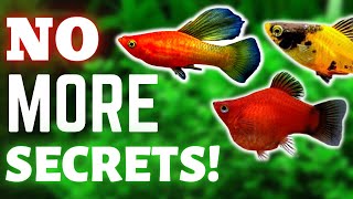 DONT Buy PLATY FISH WITHOUT Knowing These 5 Things Platy Care Guide [upl. by Ecnerwaled382]