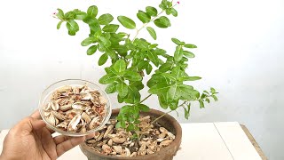 Use Of Peanut Shells In Gardening  Check out Here Easy And Useful Process [upl. by Kacey]