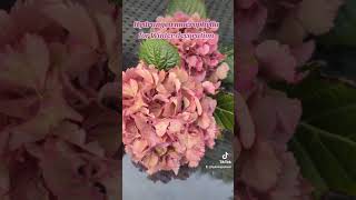 Hydrangea macrophylla flowers ready for Winter decorations garden floweringshrub flowers deco [upl. by Enahpad]