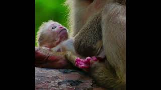 Very cute adorable newborn baby of Rose Mother feeling so hungry and laying baby after hes [upl. by Hitoshi]