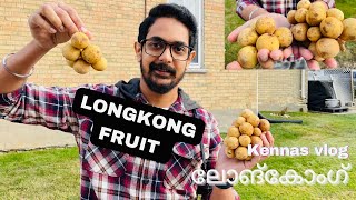 Longkong Fruitലോങ്‌കോംഗ്‌ longkong longkongfruitmalayalam kennasvlog langsat duko dokong [upl. by Dominik30]