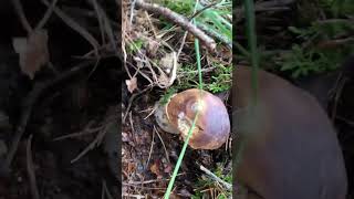 mushroom boletus nature cepes foraging porcini ceps fungi 1 de diciembre [upl. by Gierk]