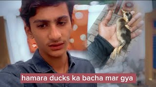 hamara 4 ducks ma sa ik bacha bar gya 😔😔 HS dream pet vlog [upl. by Tolley]