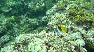 Agincourt Ribbon Reefs Great Barrier Reef [upl. by Joella]