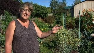 Harvesting and Saving Seeds from the Garden part 1 [upl. by Iona]