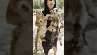 NIGERIAN DWARF GOATS Why youll fall in LoVe with this breed [upl. by Vanessa]