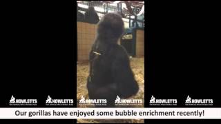 Gorillas playing with bubbles at Howletts Wild Animal Park [upl. by Eelnyl]