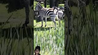 zebra animals nature wildlife cute shortvideo horse duetz comedyfilms animaltv [upl. by Woothen615]