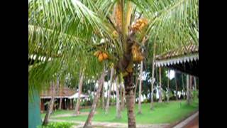 🇩🇪 Sri Lanka Club Bentota  From the restaurant to the rooms [upl. by Starling945]